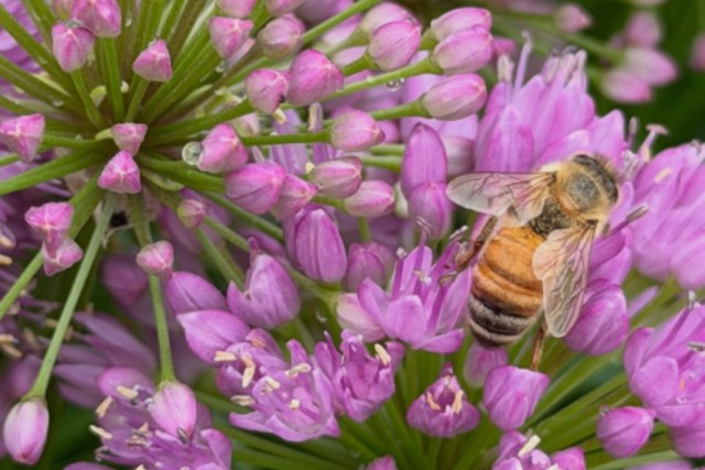A bee on millenium allium.