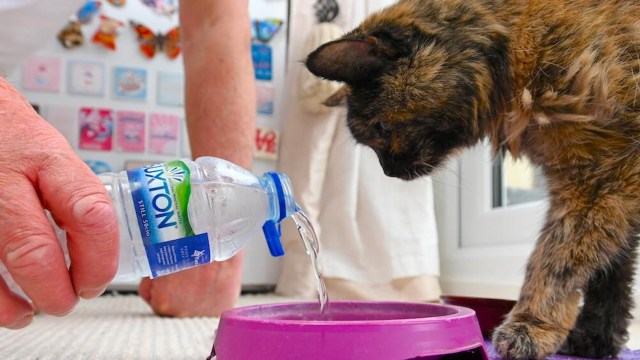 A cat watches as water is poured from a bottle into a purple bowl.