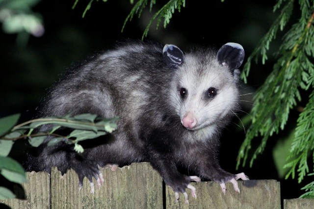 An opossum.