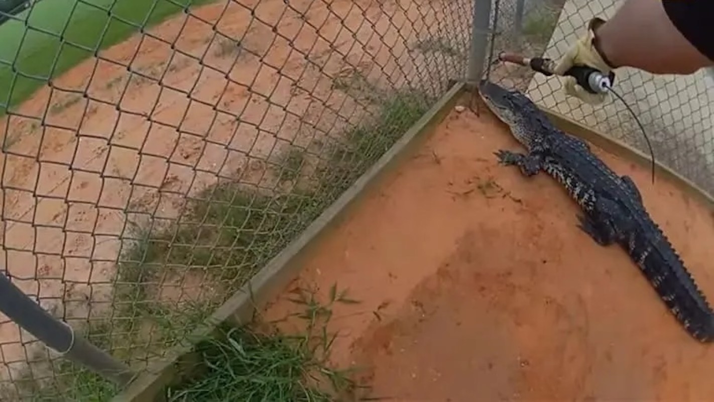 A person holds a tool near a crocodile in a fenced enclosure.