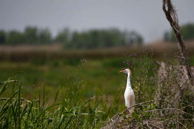 A bird stands among tall grasses and plants in a wetland area.