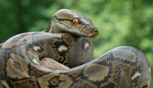 A snake resting on a surface with a blurred green background.