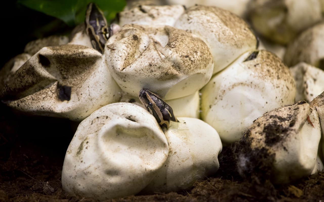 Several frog eggs with a small frog emerging from one of them, resting on a bed of soil and foliage.