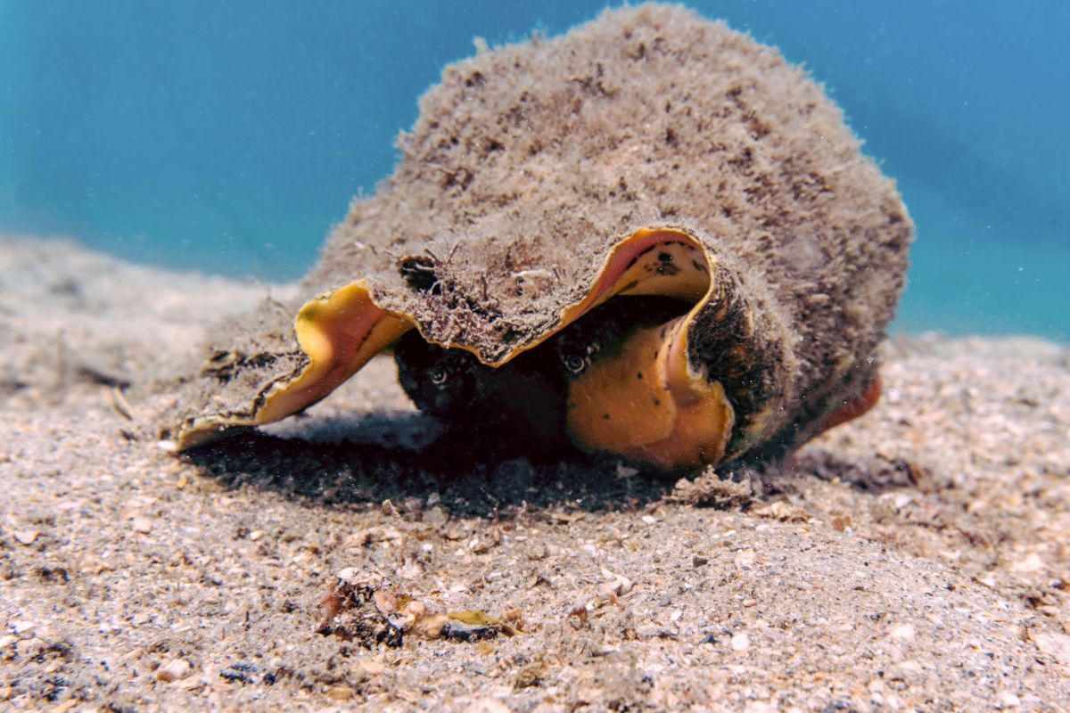 A queen conch.