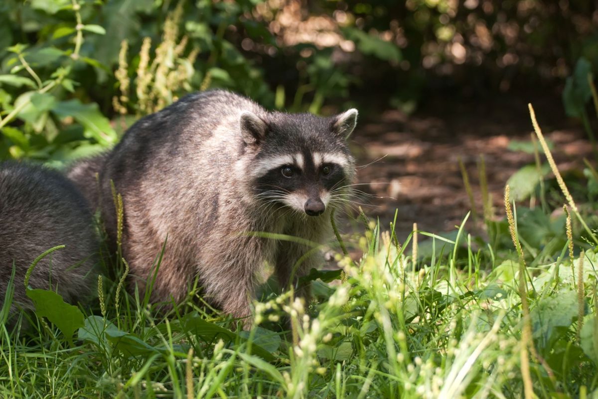 A raccoon.