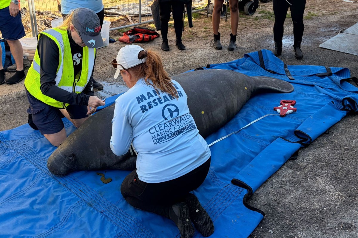 Researchers preparing for a manatee release.
