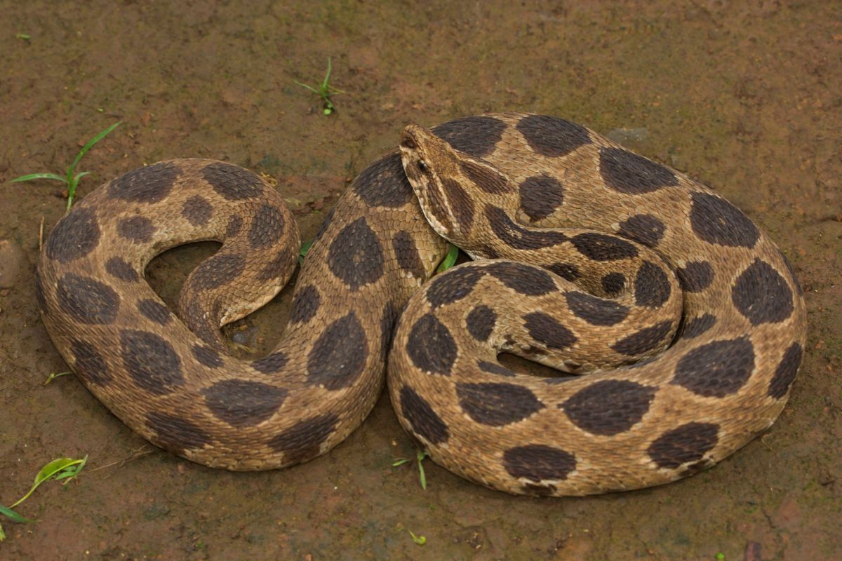 A Russell's viper.