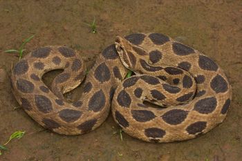 A Russell's viper.