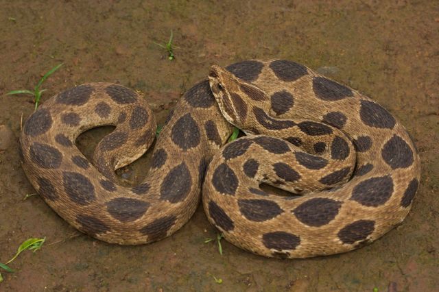 A Russell's viper.