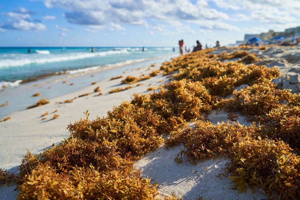 Sargasso on a beach.