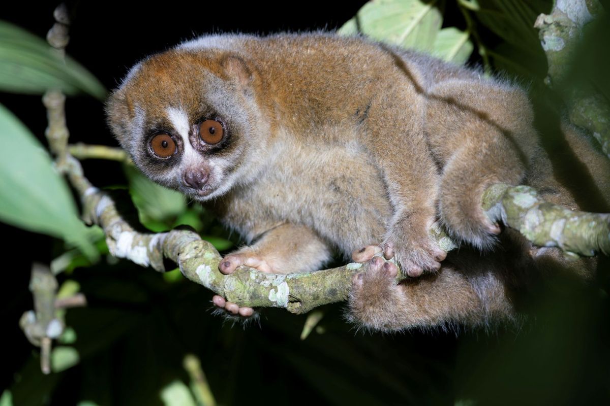 A Sunda slow loris.