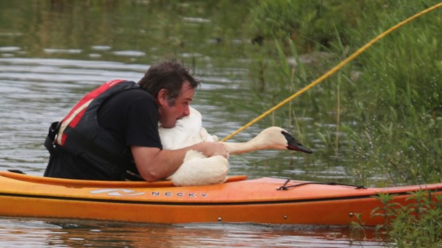 A man in a kayak holds a swan while in a body of water surrounded by greenery.