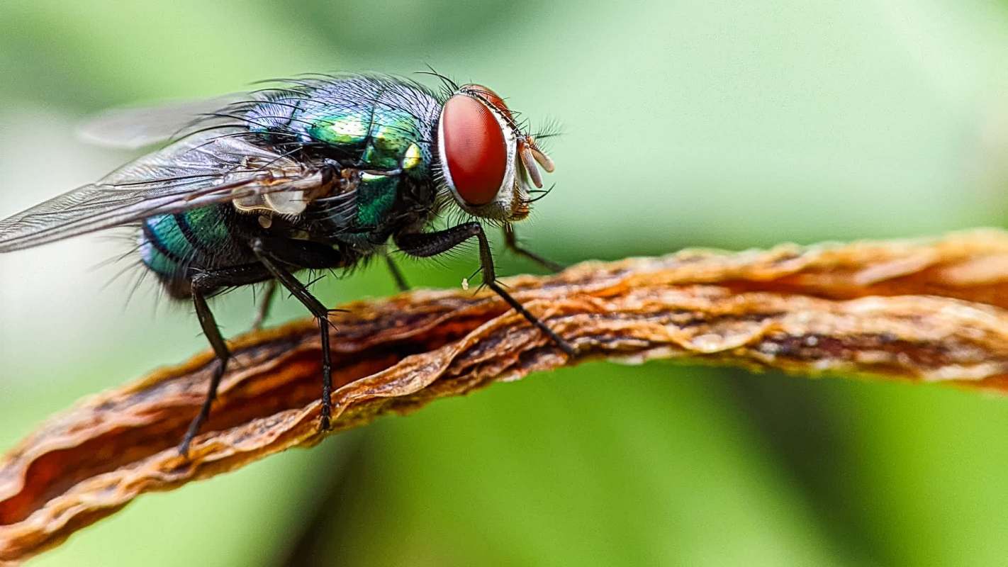 A fly with iridescent green body and red eyes resting on a dried leaf.