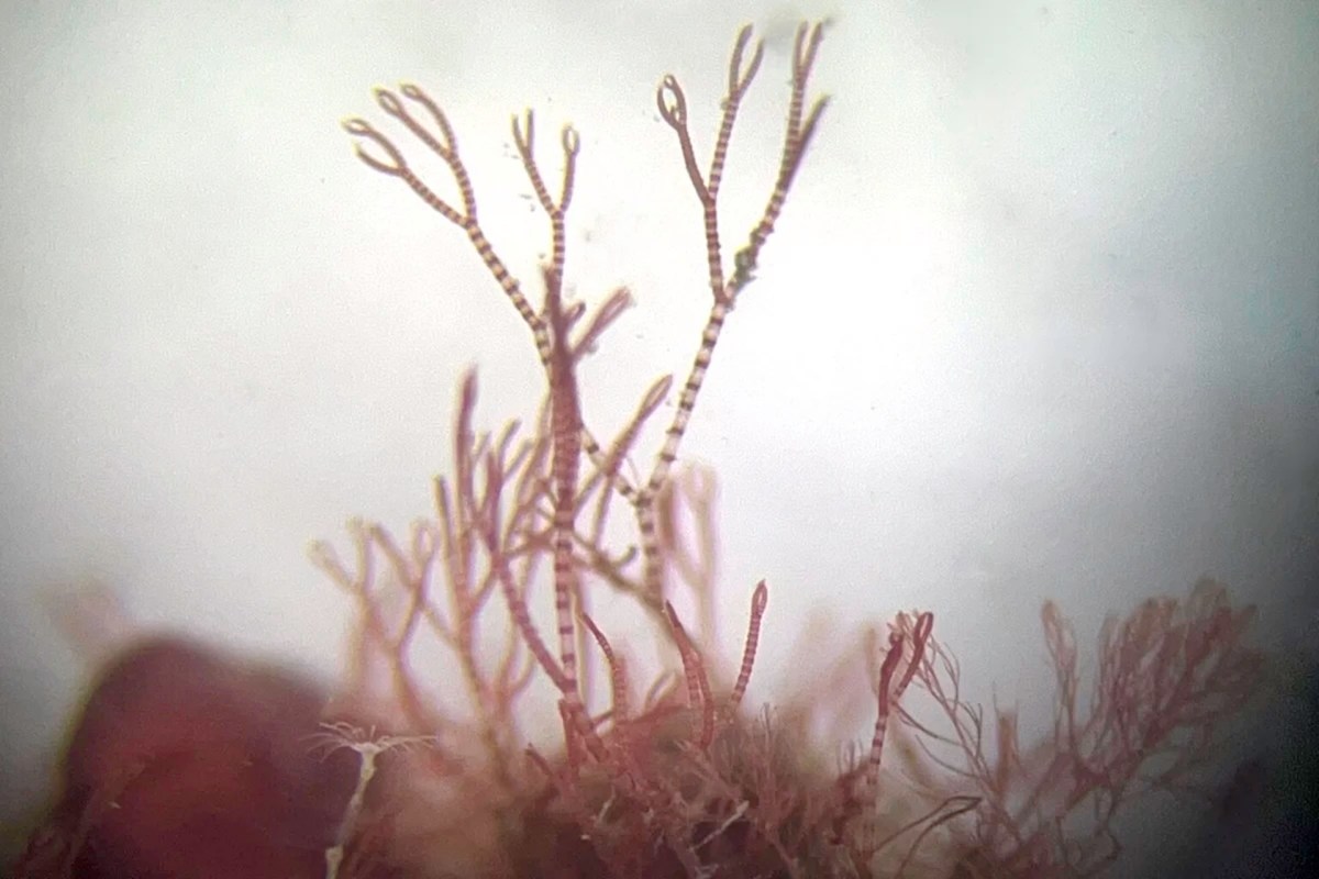 A microscopic view of delicate seaweed against a light background.