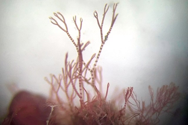 A microscopic view of delicate seaweed against a light background.