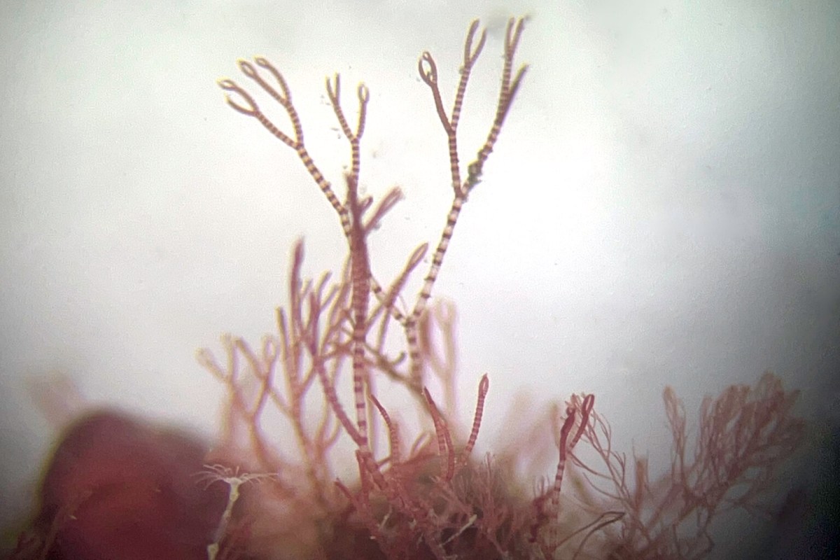 A cluster of red seaweed underwater.