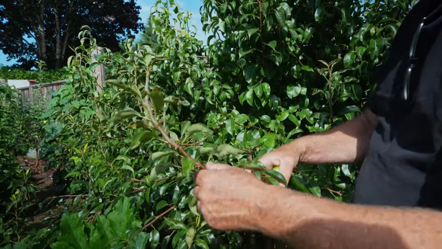 A person trims branches from a green shrub in a garden.