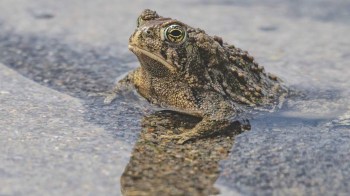 A Wyoming toad sitting in shallow water on a rocky surface.