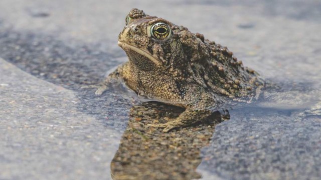 A Wyoming toad sitting in shallow water on a rocky surface.