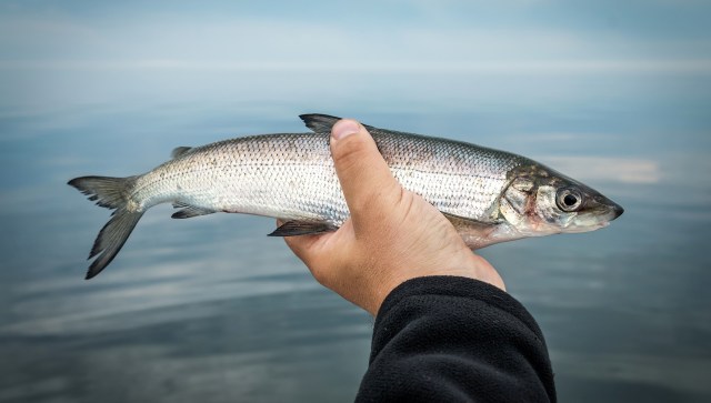 A person holds a fish above the water.