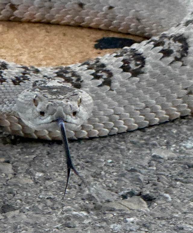 A snake with a patterned body lies on a road near yellow lane markings.