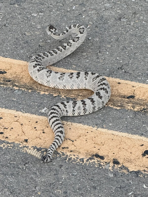 A snake with a patterned body lies on a road near yellow lane markings.
