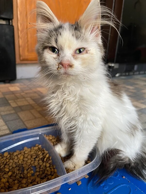 A rescue kitten with matted fur.