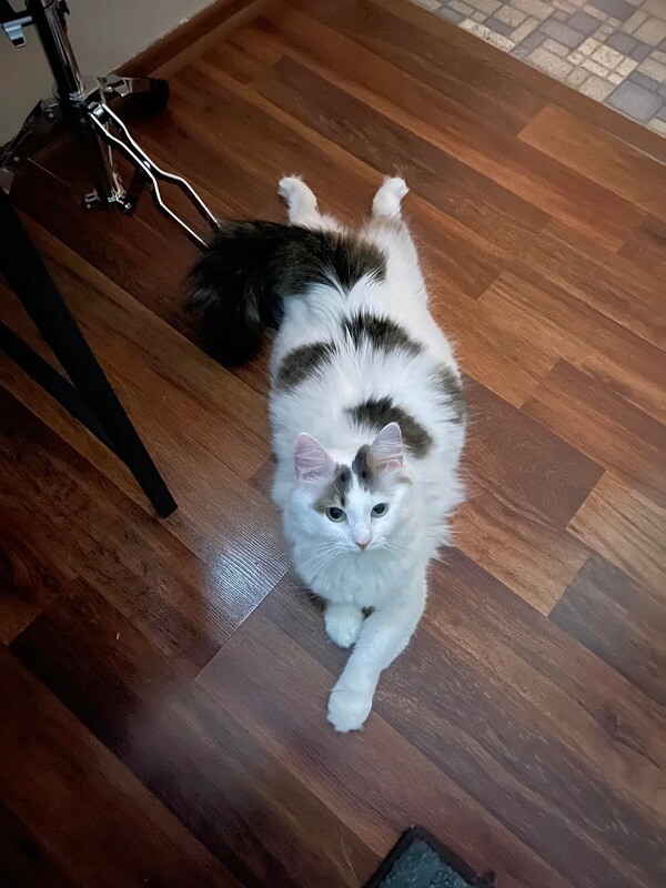 A well-groomed rescue cat.