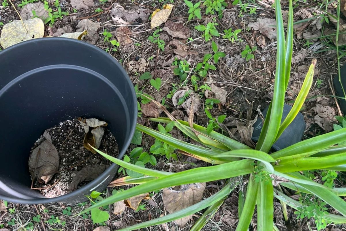 A death adder in leaves.
