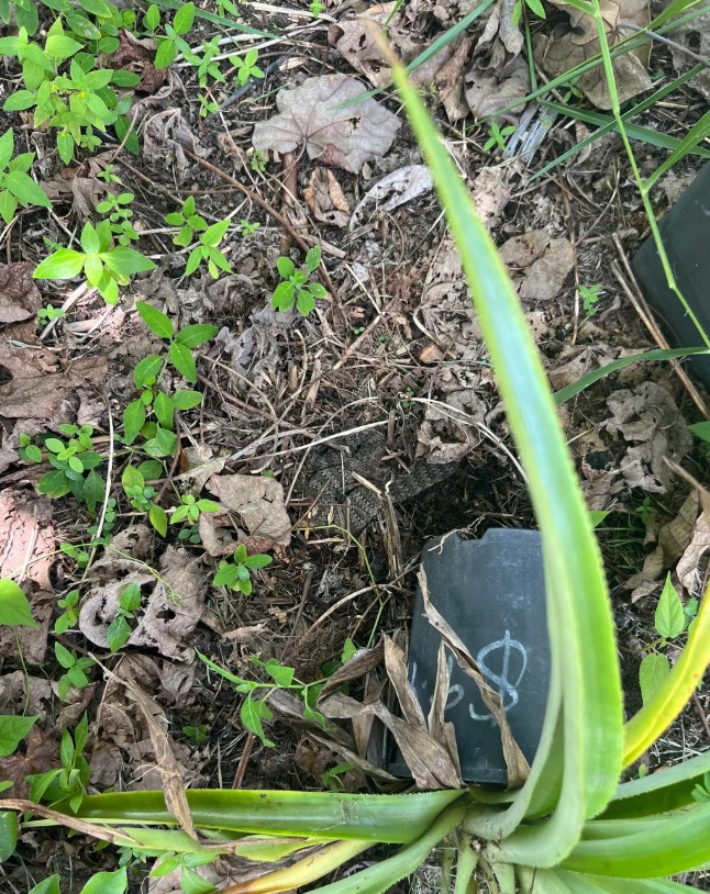 A death adder hidden among leaves.