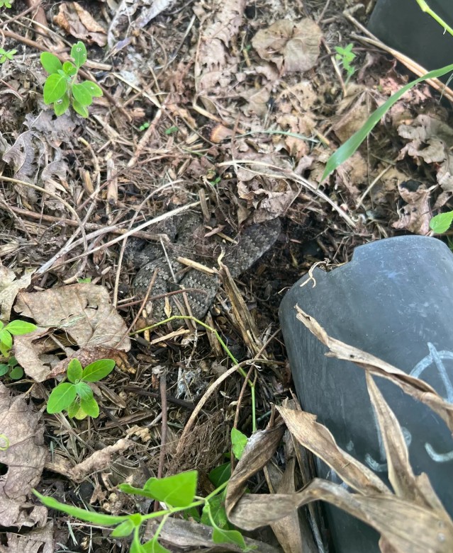 A death adder amid leaves.