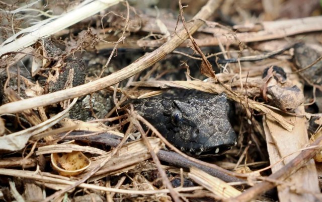 A close-up of a death adder.