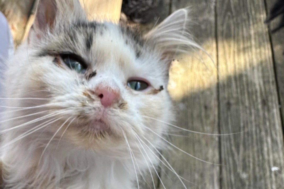 An ungroomed rescue kitten.