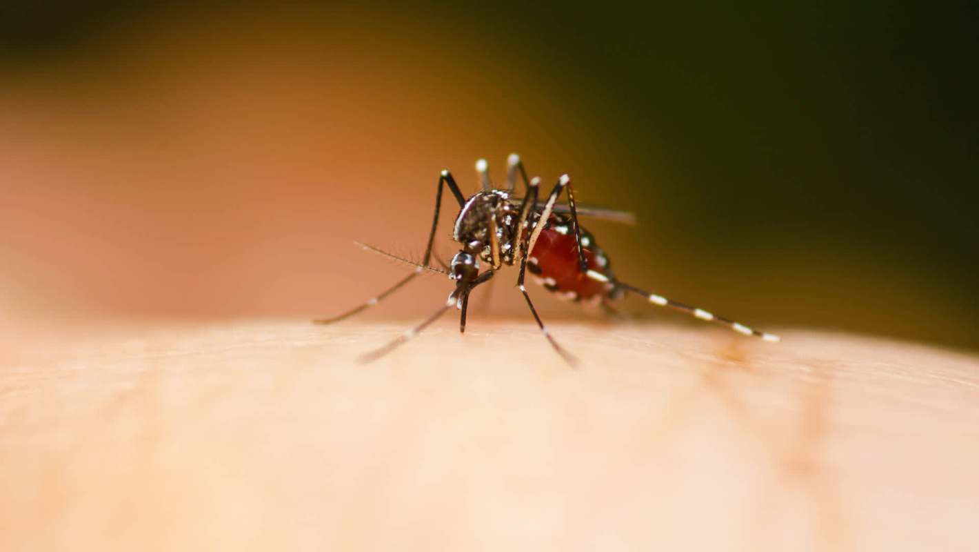 A mosquito feeding on human skin.