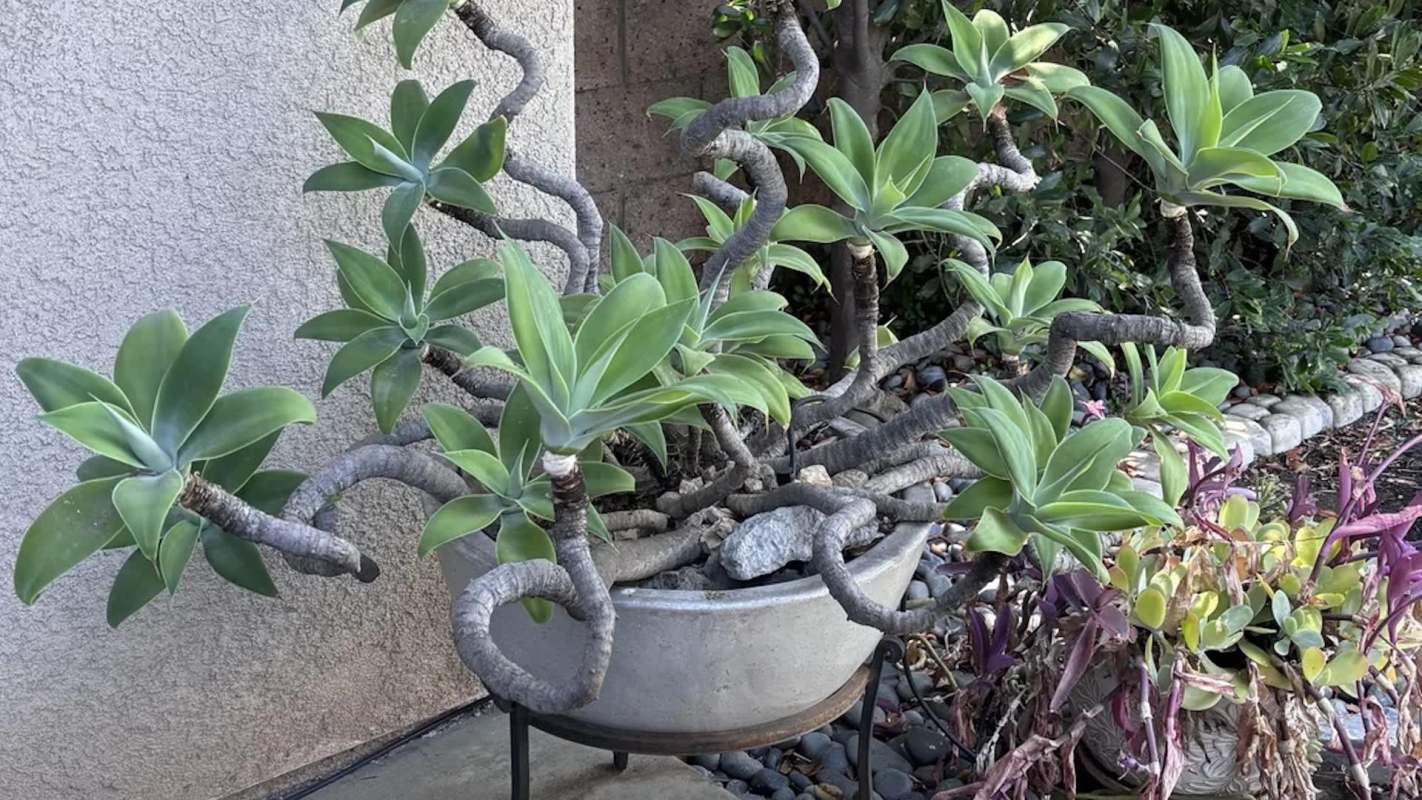 An Agave attenuata plant.