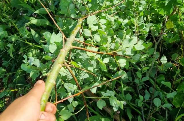 A hand holding a pruned branch.