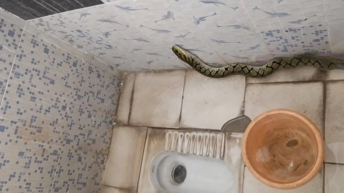 A snake on the wall of a bathroom near a toilet and a clay pot.