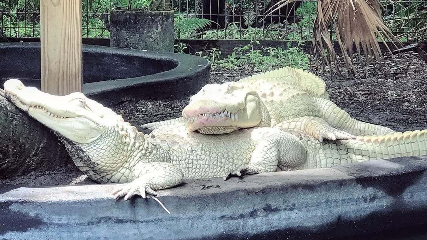 Two albino crocodiles are resting on a black surface in a natural setting.