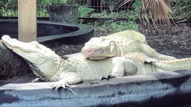 Two albino crocodiles are resting on a black surface in a natural setting.