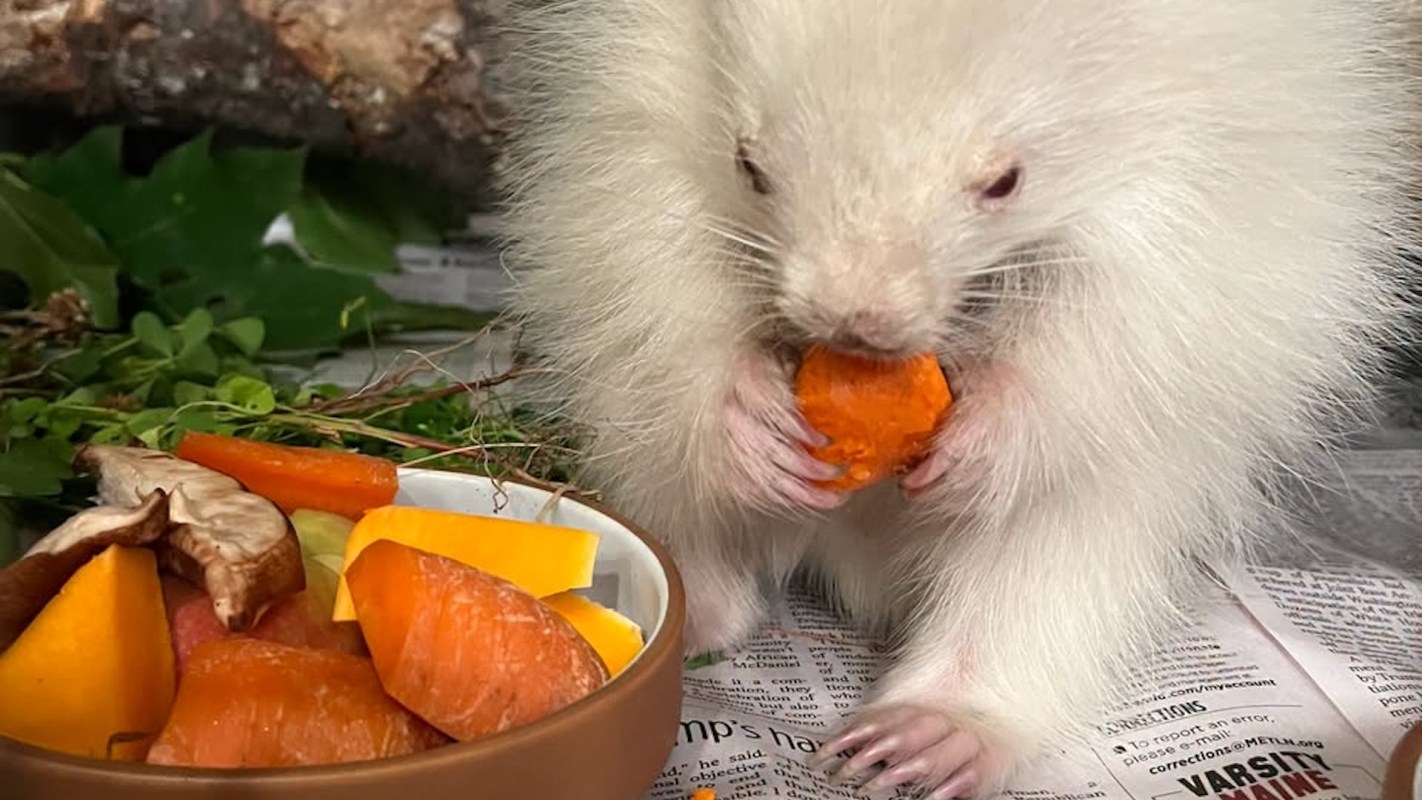A white animal holds a piece of orange food near a bowl of assorted vegetables and mushrooms.