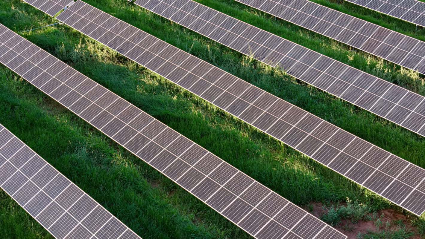 Rows of solar panels installed on grassy land.