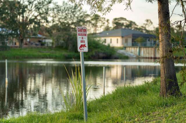 A warning sign for alligators in a residential area.