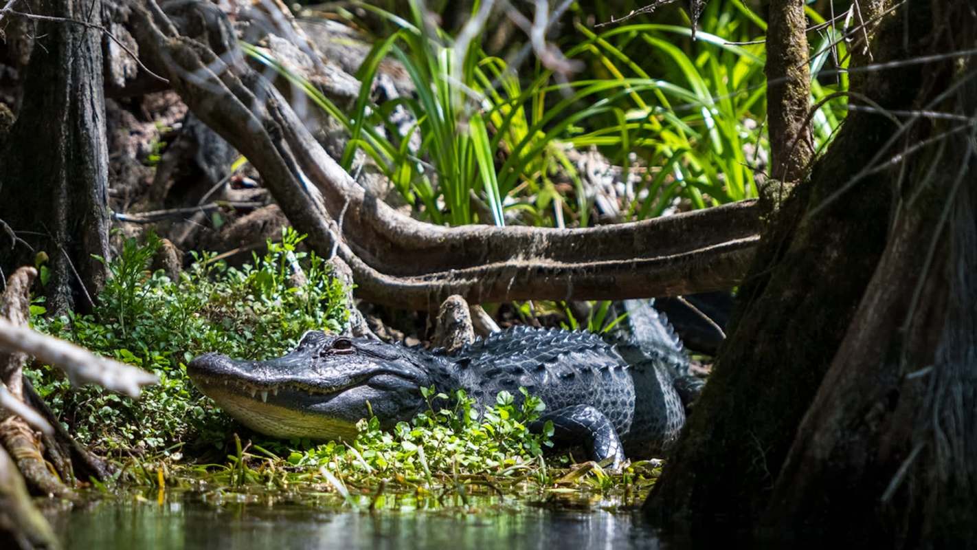 An alligator rests among lush greenery and tree roots near a water source.