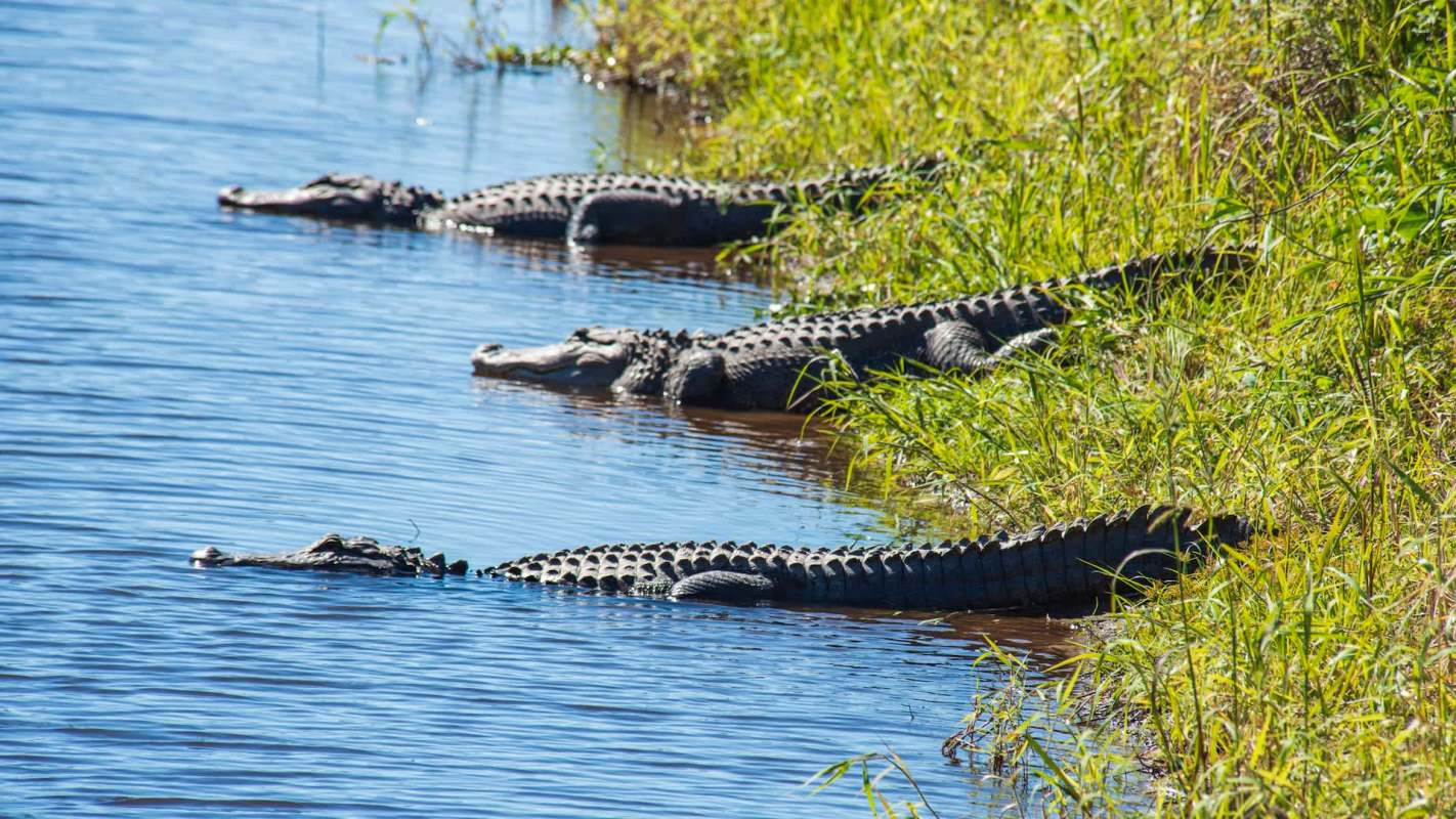 Several alligators are partially submerged in a body of water beside tall green grass.