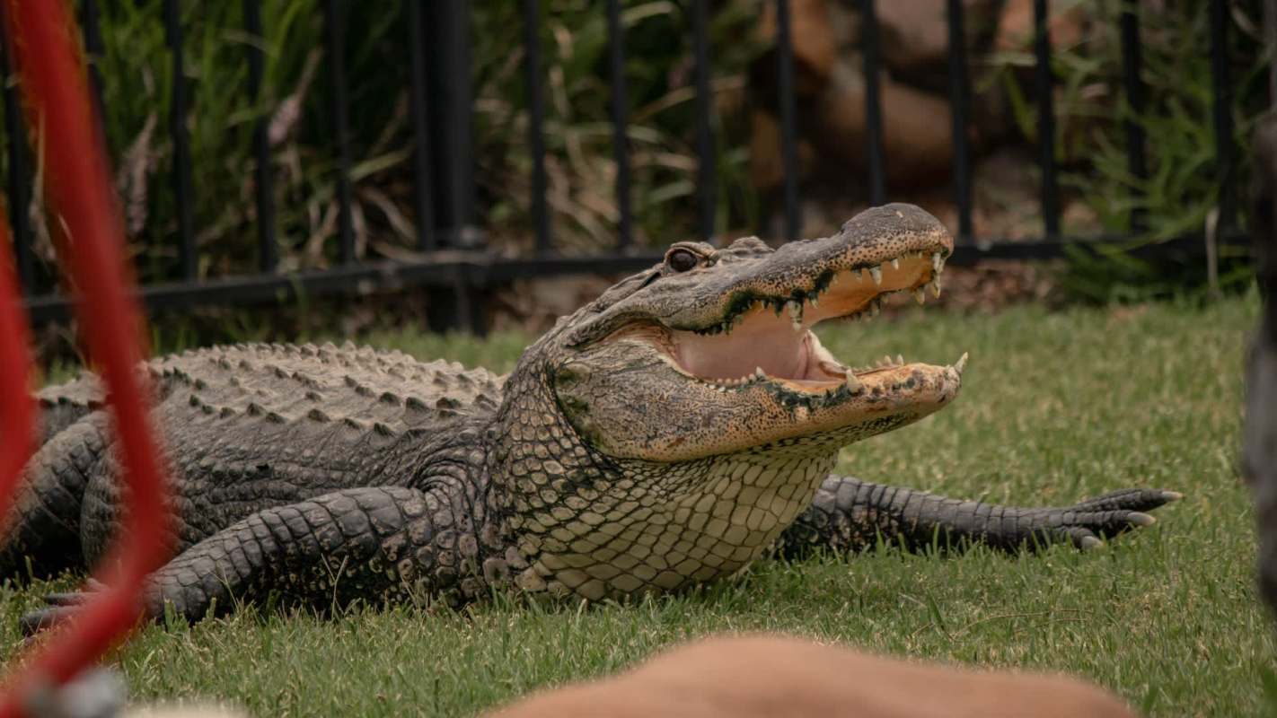 An alligator resting on grass with its mouth open.