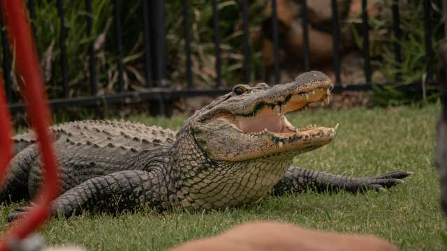 An alligator resting on grass with its mouth open.