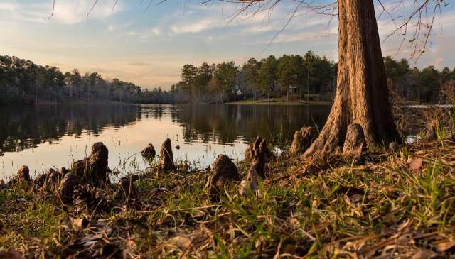 A calm lake surrounded by trees and cypress knees in the foreground.