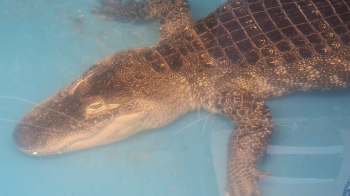 An alligator submerged in clear blue water.