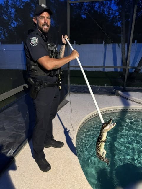 An officer removing an alligator from a pool.