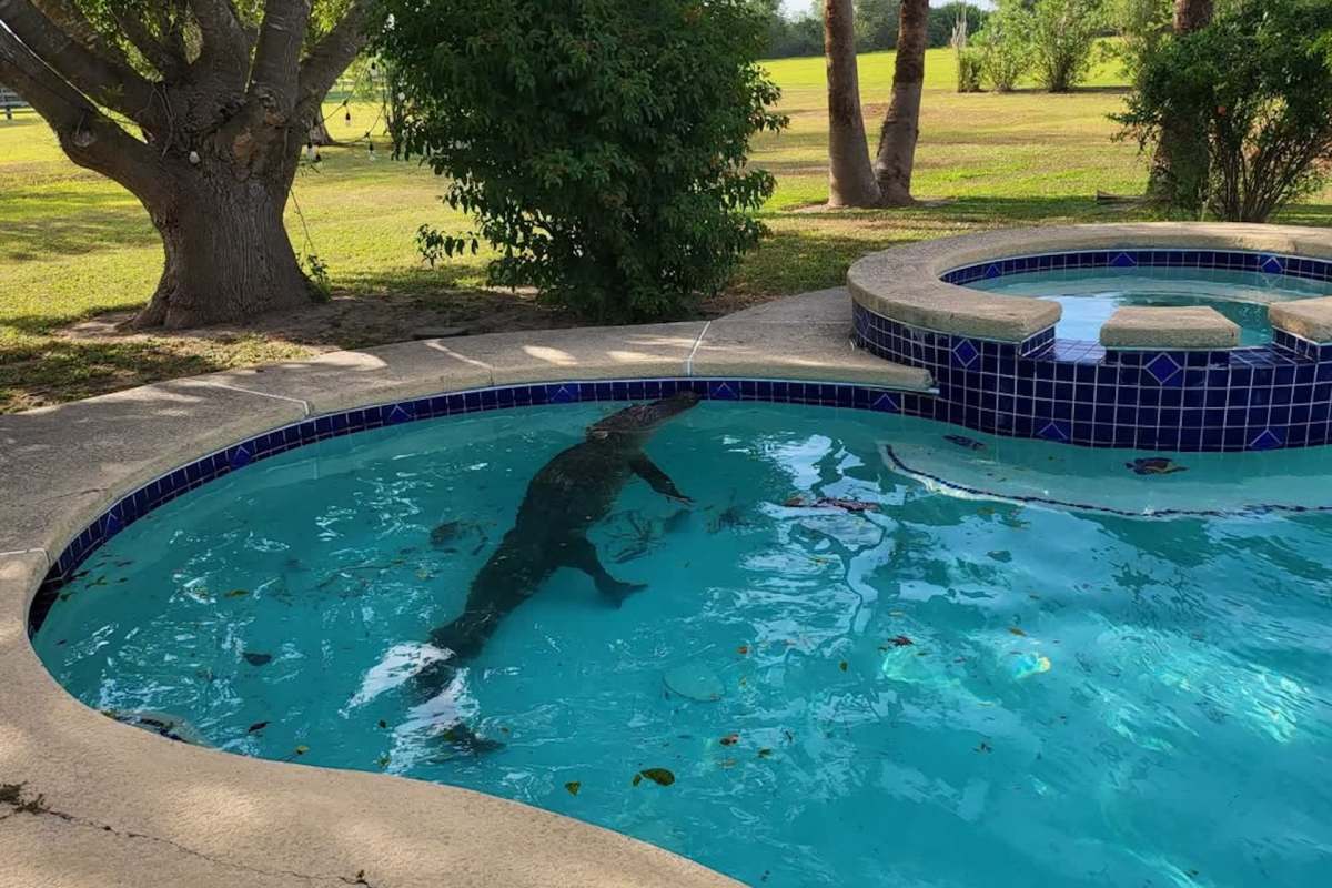 An alligator swims in a swimming pool surrounded by grass and trees.